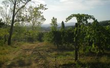 Foto ingevoerd door een huurder van Montescalari