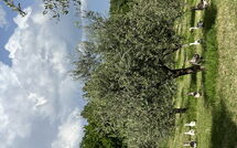 Foto ingevoerd door een huurder van Podere la Torre