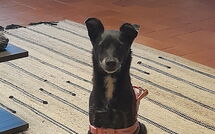 Foto ingevoerd door een huurder van I Tre Castagni