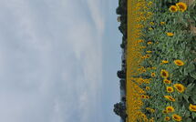 Foto ingevoerd door een huurder van Il Viaggiolo