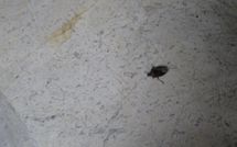 Foto ingevoerd door een huurder van Villa Scaletta