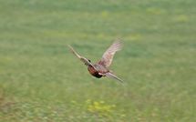 Foto ingevoerd door een huurder van Podere Cunina