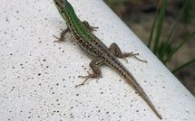 Foto ingevoerd door een huurder van Casa Cervognano