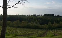 Foto ingevoerd door een huurder van Borgo Tollena