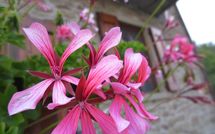 Foto ingevoerd door een huurder van Casa Ivan