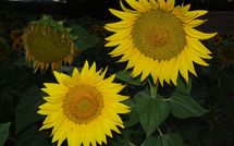 Foto ingevoerd door een huurder van Villa San Fabiano