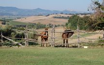 Foto ingevoerd door een huurder van Casale Vittoria