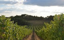 Foto ingevoerd door een huurder van Podere Il Doccio