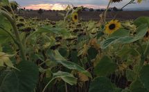 Foto ingevoerd door een huurder van Rosa dei Venti