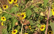 Foto ingevoerd door een huurder van Rosa dei Venti