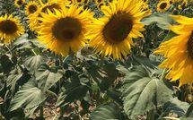 Foto ingevoerd door een huurder van Casa Cipressi