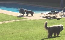 Foto ingevoerd door een huurder van Alisso