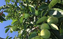 Foto ingevoerd door een huurder van Guardistallo