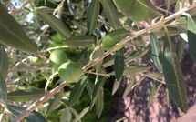 Foto ingevoerd door een huurder van Villa la Fragola