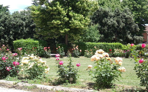 Villa Rocchi: Tuin, Bloem, Botanische Tuin, Struik, Fabriek, Tuinrozen, Rose Family, Roos, Plantkunde, Boom