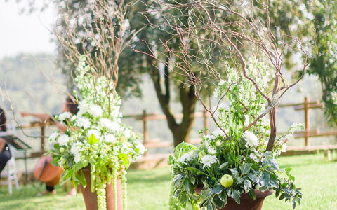 Fattoria Di Quercia Al Poggio: Wit, Fotograaf, Groen, Boom, Bloem, Fabriek, Gras, De Lente, Plantkunde, Backyard
