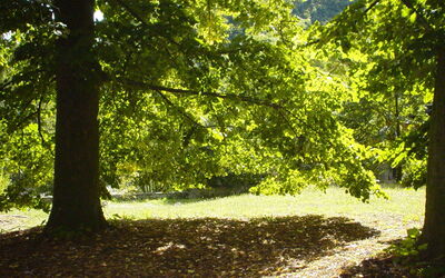 The garden has several largetrees
