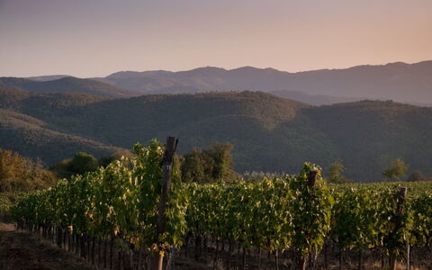 Villa Mandorlo: Fabriek, Lucht, Berg, Natuurlijk Landschap, Hoogland, Land Lot, Landbouw, Zonsopkomst, Bergachtig Landvormen, Landschap