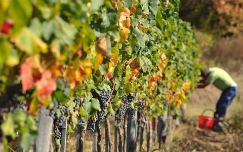 Villa Mandorlo: Fabriek, Voedsel, Fruit, Landbouw, Natuurlijke Voedingsmiddelen, Boom