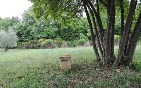 Agriturismo La Pieve: Natuur, Boom, Natuurlijk Landschap, Natuurgebied, Gras, Groen, Natuurlijke Omgeving, Bos, Biome, Land Lot