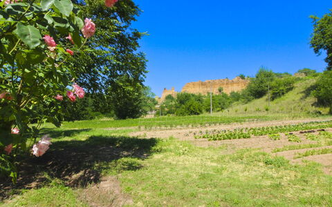 Villa le Balze: Groen, Vegetation, Struik, Zomer, Plantengemeenschap, Plantage, Veld, Tuin, Kruidachtige Plant, Weide