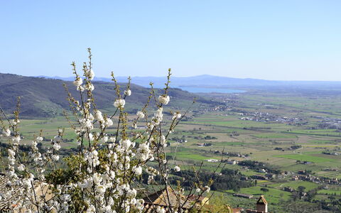 Appartamento Il Teatro: Dicht Struikgewas, Heuvel, Boom, Fabriek, Fell, Berg, Plantengemeenschap, Landschap, Wildflower, Bloem