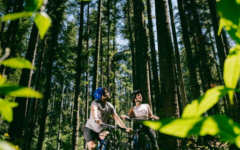 Fattoria Fronzano: Fabriek, Boom, Afdeling, Bloem, Plantendiversiteit, Natuurlijk Landschap, Organisme, Trunk, Biome