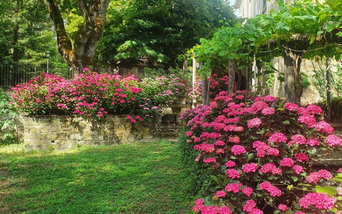 Palazzo Rosadi: Bloem, Fabriek, Plantengemeenschap, Boom, Plantkunde, Petal, Vegetation, Biome, Gras, Woody Plant
