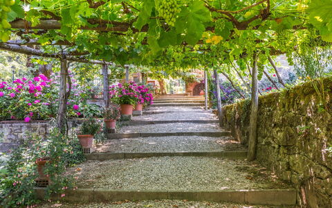 Palazzo Rosadi: Bloem, Fabriek, Boom, Plantkunde, Tuin, De Lente, Gang, Blad, Pergola, Architectuur