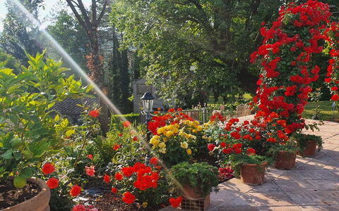 Torre del Cielo: Bloem, Fabriek, Plantengemeenschap, Petal, Bloempot, Boom, Gras, Struik, Groundcover, Bloeiende Plant