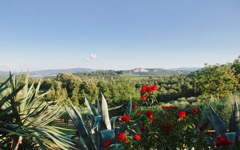 Gli Appartamenti Di Manuela: Vegetation, Bloem, Fabriek, Plantkunde, Lucht, Plantengemeenschap, Boom, Landschap, Agave, Wildflower