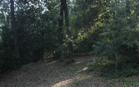 Gli Appartamenti Di Manuela: Fabriek, Natuurlijk Landschap, Hout, Boom, Weg Oppervlak, Asfalt, Schaduw, Takje, Vergankelijk, Doorgang