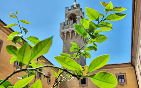 Montegufoni: Blad, Bloem, Fabriek, Boom, Afdeling, Bloeiende Plant, Aanpassing, Kamerplant