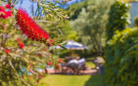 Villa Roncovisi: Bloem, Fabriek, Plantkunde, Boom, Bloeiende Plant