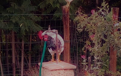 La Collina Con Gli Ulivi