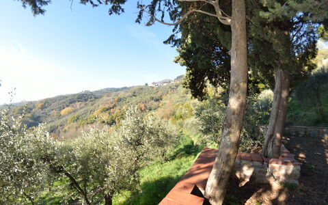 La Cipressa: Boom, Vegetation, Natuurlijke Omgeving, Wildernis, Lucht, Plantkunde, De Lente, Blad, Woody Plant, Fabriek