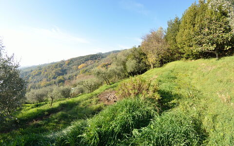 La Cipressa: Natuurlijk Landschap, Vegetation, Natuur, Groen, Natuurlijke Omgeving, Gras, Boom, Wildernis, Natuurgebied, Blad