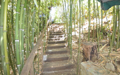 Il Corbezzolo: Boom, Natuurgebied, Plantkunde, Fabriek, Grassenfamilie, Woud, Jungle, Plantendiversiteit, Rainforest