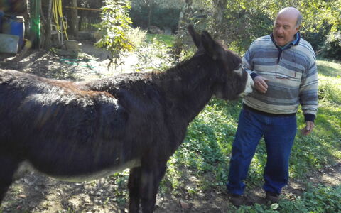 Petra: Gewervelde, Paard, Groeps Dier, Vee, Boom, Manen, Fabriek, Wild