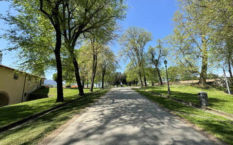 Alle Mura: Boom, Afdeling, Blad, Gras, Natuur, Weg Oppervlak, Weg, Openbare Ruimte, Asfalt, Doorgang