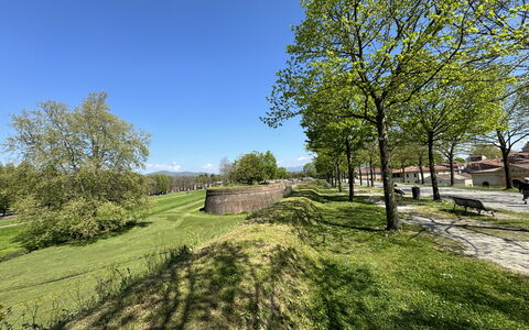 Alle Mura: Boom, Gras, Afdeling, Grasland, Plain, Land Lot, Groundcover, Weide, Tuin, Gazon