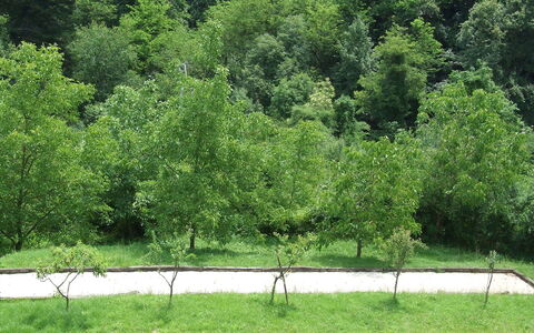 Bottino: Boom, Vegetation, Groen, Natuur, Natuurgebied, Natuurlijk Landschap, Gras, Natuurlijke Omgeving, Biome, Fabriek