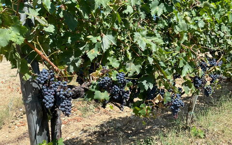 La Corte Di Campalli: Fabriek, Fruit, Voedsel, Struik, Boom, Groundcover