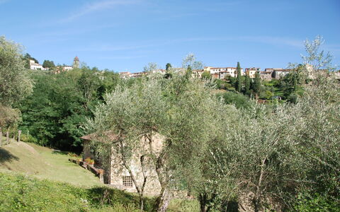 Magrini: Vegetation, Boom, Natuurlijk Landschap, Shrubland, Plantengemeenschap, Biome, Grassenfamilie, Fabriek, Gras, Blad
