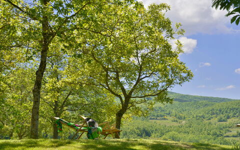 Casa Di Lilli: Blad, Boom, Afdeling, Groen, Natuurlijke Omgeving, Natuur, Vegetation, Grasland, Recreatie, Trunk