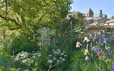 Casa Di Giulio: Bloem, Vegetation, Struik, Tuin, Plantengemeenschap, De Lente, Groundcover, Wildflower, Kruidachtige Plant, Landscaping