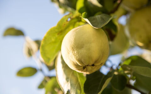 Sequerciani: Boom, Fruit, Fabriek, Bloem, Voedsel, Blad, Afdeling, Produceren, Bloeiende Plant