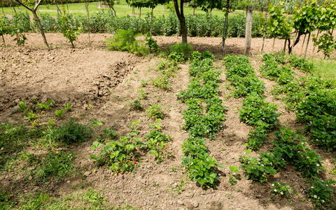 Casale Vacanze Il Granaio: Bodem, Veld, Fabriek, Gras, Boom, Land Lot, Blad, Groundcover, Grassenfamilie, Bijsnijden