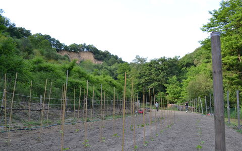 Agriturismo Il Giaggiolo without Pool: Vegetation, Boom, Land Lot, Heuvel Station, Plantengemeenschap, Fabriek, Gras, Doorgang, Hek, Landschap