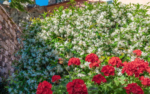 Portovecchio Apartments - Levanto: Bloem, Rood, Petal, Struik, Roze, Bloeiende Plant, De Lente, Tuin, Rose Family